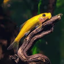 Golden Algae Eater
